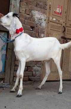 Desi