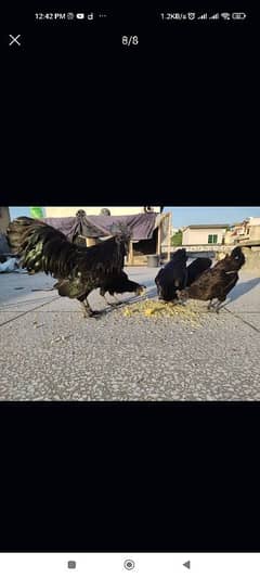 Grey tongue Ayam cemani