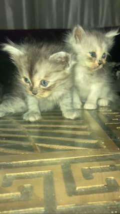 Persian