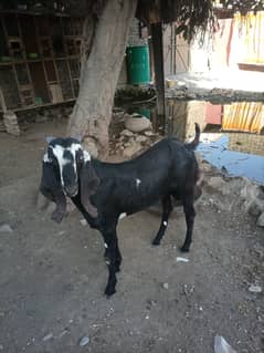 Qurbani k leya gar k rainy 2 bakra