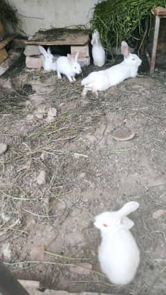Rabbits