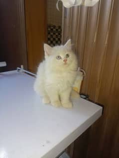 all types kitten available only WhatsApp 03119968054