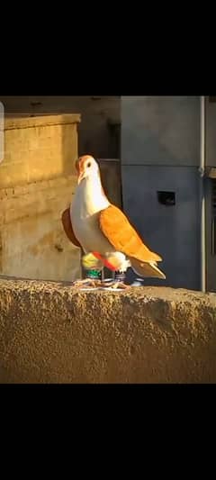 6 kabotar F. s koch pair ha koch singal ha