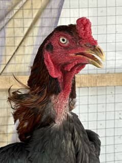 Aseel murgh pair