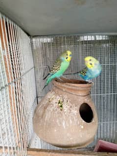 budgie