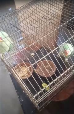 Raw Paroot For Sale