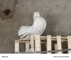 lakkay 2 Pair full white breeding pair