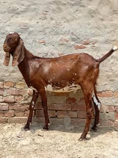 Bakra Sale for Qurbani