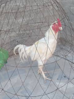 white male bredar urgent sale 03139236634