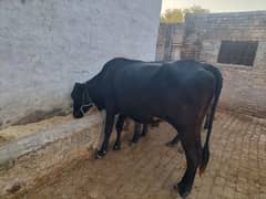 qurbani