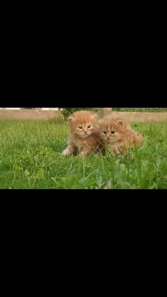 kittens triple cot dollface