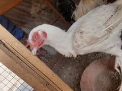 Heera Aseel Female pure