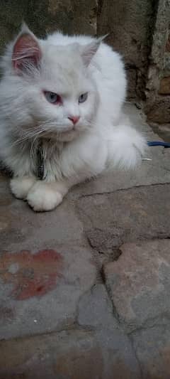 Persian Male Cat