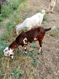 Rajan puri  Bakra best price