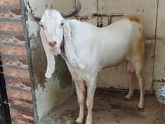 Bakra