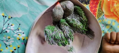 Katha chicks