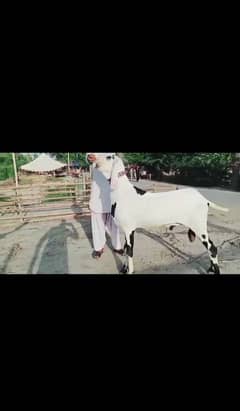 Gulab Bakra urgent for sale WhatsApp number 0324,3941,421