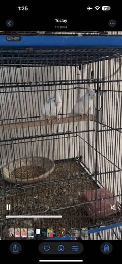 Birds for sale 0312 5798048