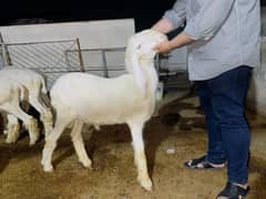 Qurbani sheeps/ chatray