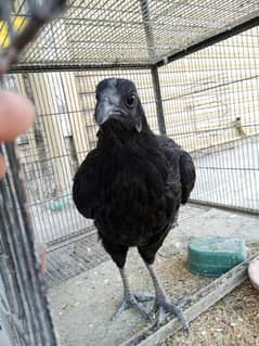 Ayam