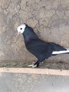 Pigeon | fancy kabutar | sherazi | Mukhi | American Laga |Santinent