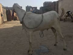 Desi Bakray for Eid