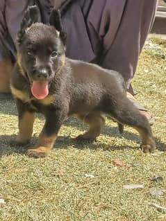 german shepherd puppies available for sale 3 msle and 1 female ava