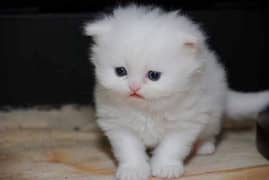 parsian kittens