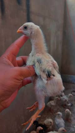 king O shamo chicks for sale
