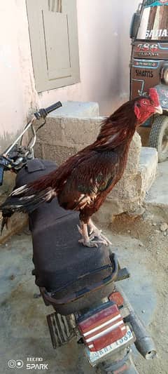 only call WhatsApp aseel murga
