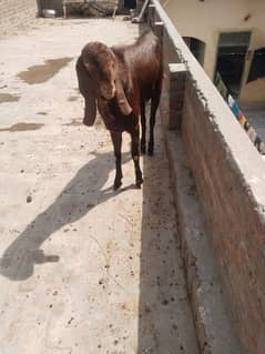 bakra