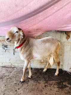 Sheep Seller