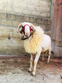 Sheep Seller
