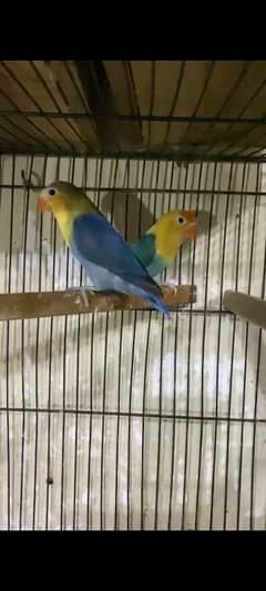 Love Birds