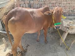 Qurbani ke leye smart cows