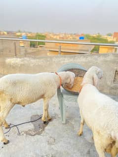 2025 qurbani ke liye Ghar ke pally huwe 2 daant ke chatry on low rate