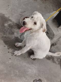 labrador male puppy