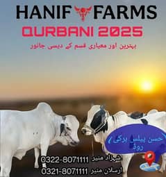 Qurbani bull | Bachra | desi buls | Wehra | بچرا | qurbani 2025
