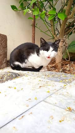 Stray