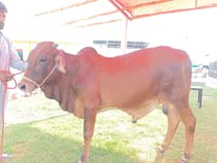 Sahiwal Cow | Qurbani Bull | cow | Bachri |Buffalo | Gay for sale