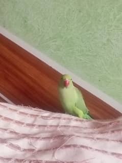 parrots ringneck