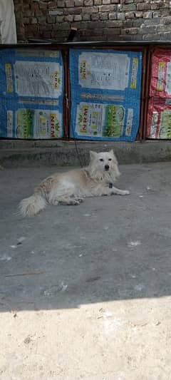 russian dog for sale