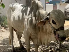 Bachra