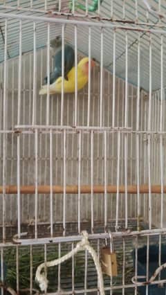 1year  age  love bar green fisher parrot