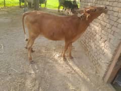 Cow