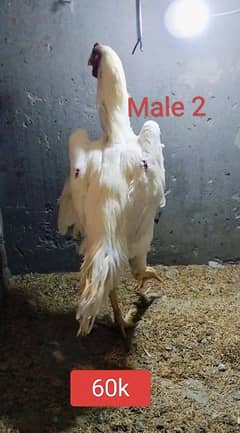 white shamo | king size oh shamo | Shamo aseel | german shamo | Shamo