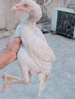 Aseel Heera murgi
