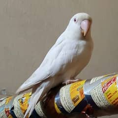 Albina