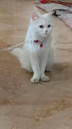 Persian Double Coated Cat