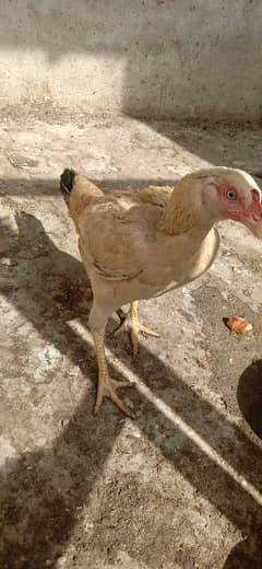 Aeels Shajri and Cross Amroha Maadi for Sale
